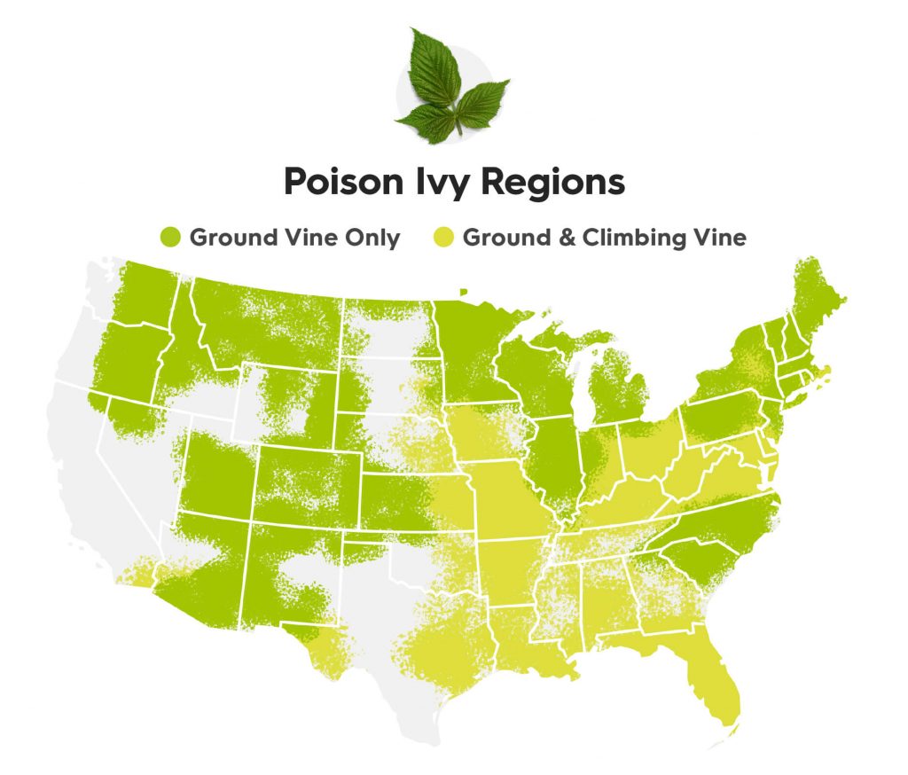 How to treat poison ivy or poison oak this summer Virtuwell