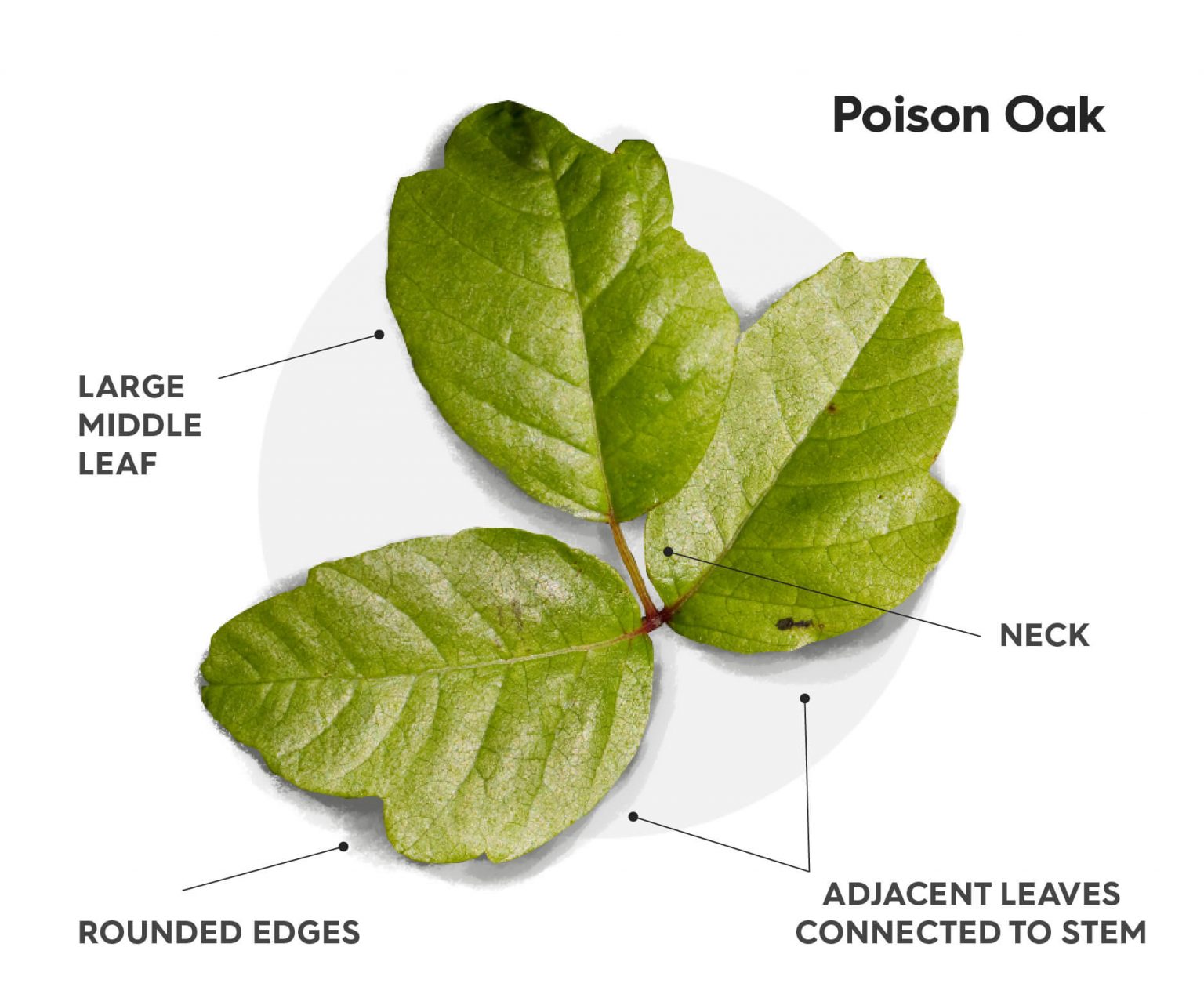 how-to-treat-poison-ivy-or-poison-oak-this-summer-virtuwell